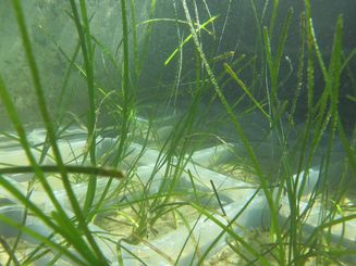 Zostera marina (seagrass) in the Kiel benthocosm experiments