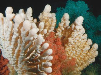 Kaltwasserkorallen in einem norwegischen Riff