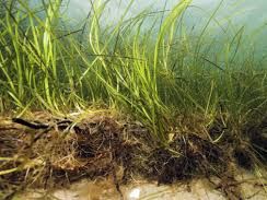 Seagrass clone in the Baltic Sea is more than 1400 years old