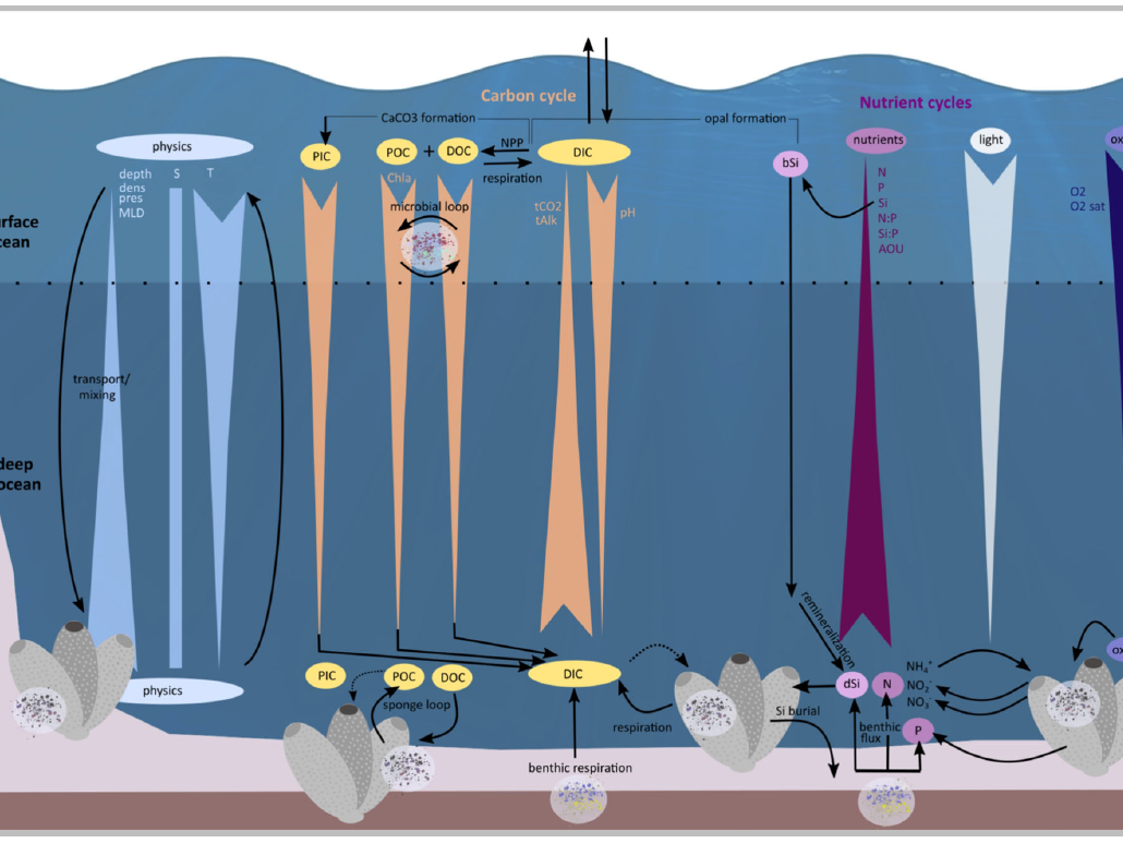 Biodiversity, environmental drivers, and sustainability of the global deep-sea sponge microbiome