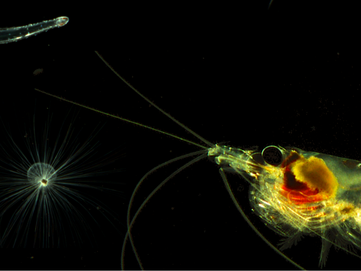 Global and regional stressors affect planktonic communities
