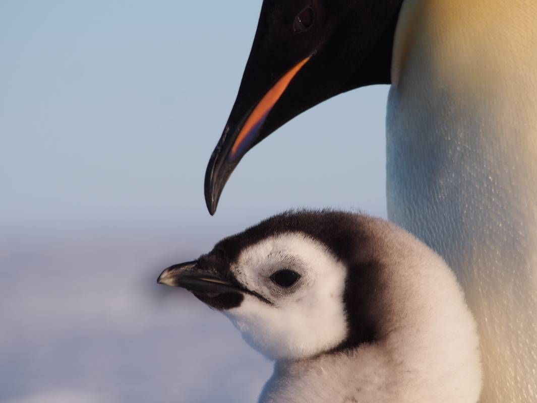 Emperor penguin gizzards free of microplastics
