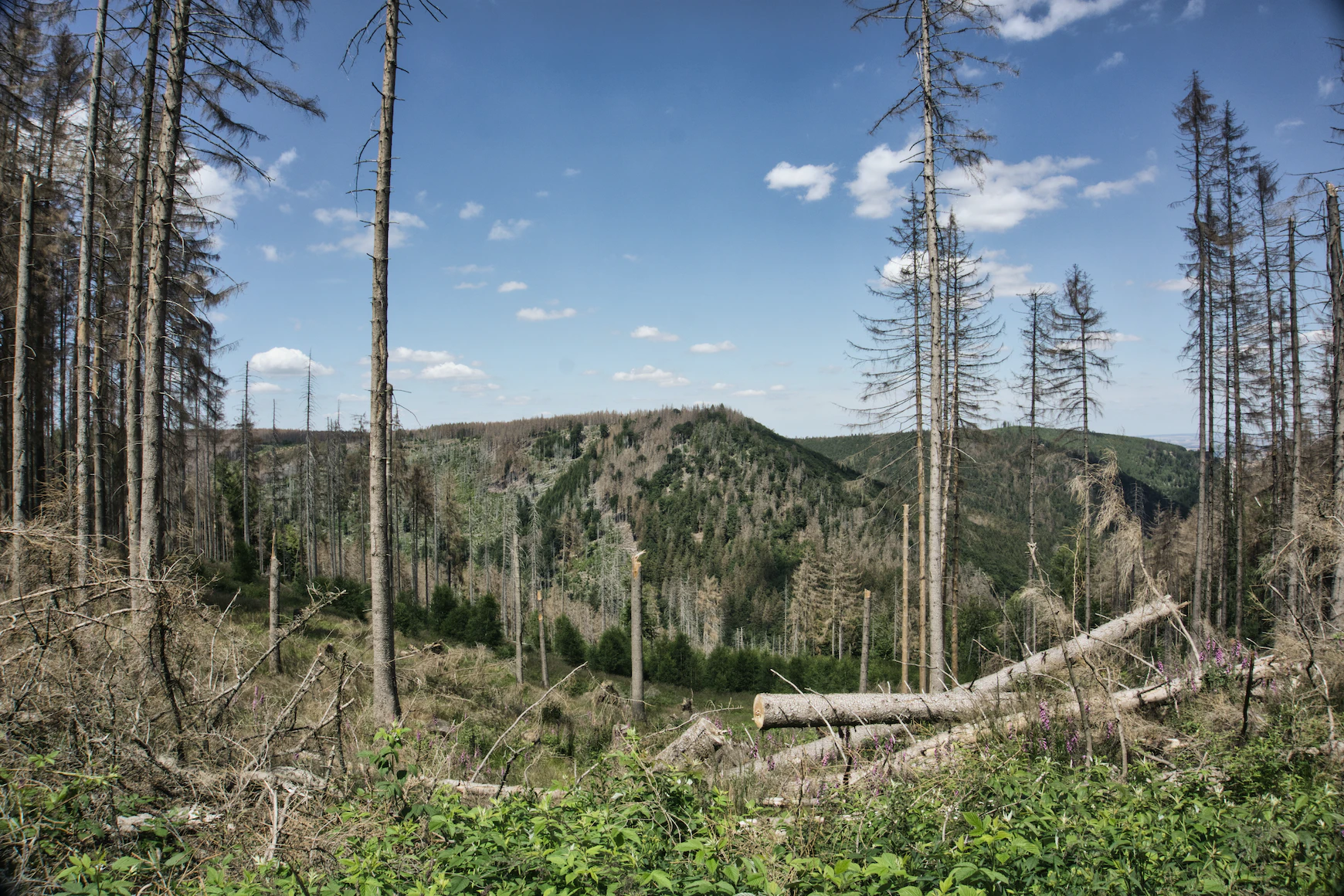 We have to understand the intertwined global crises of biodiversity loss and climate extremes.