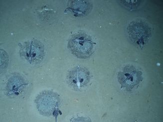 Icefish breeding colony in the Antarctic