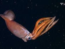 During an expedition to the Gulf of California, researchers observed a previously unknown species of squid carrying a cluster of exceptionally large eggs