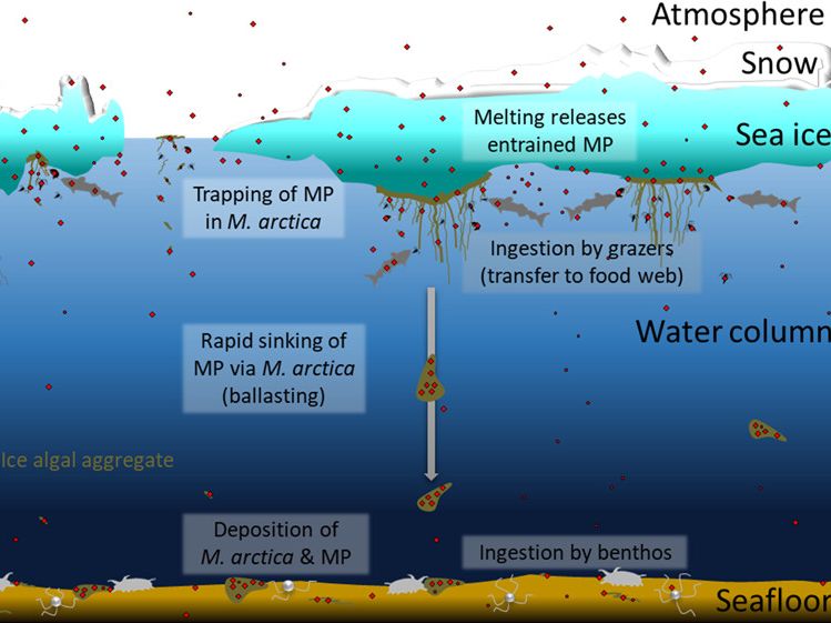 Upon ice melting, the algae form fast-sinking clumps that can reach the seafloor in a day