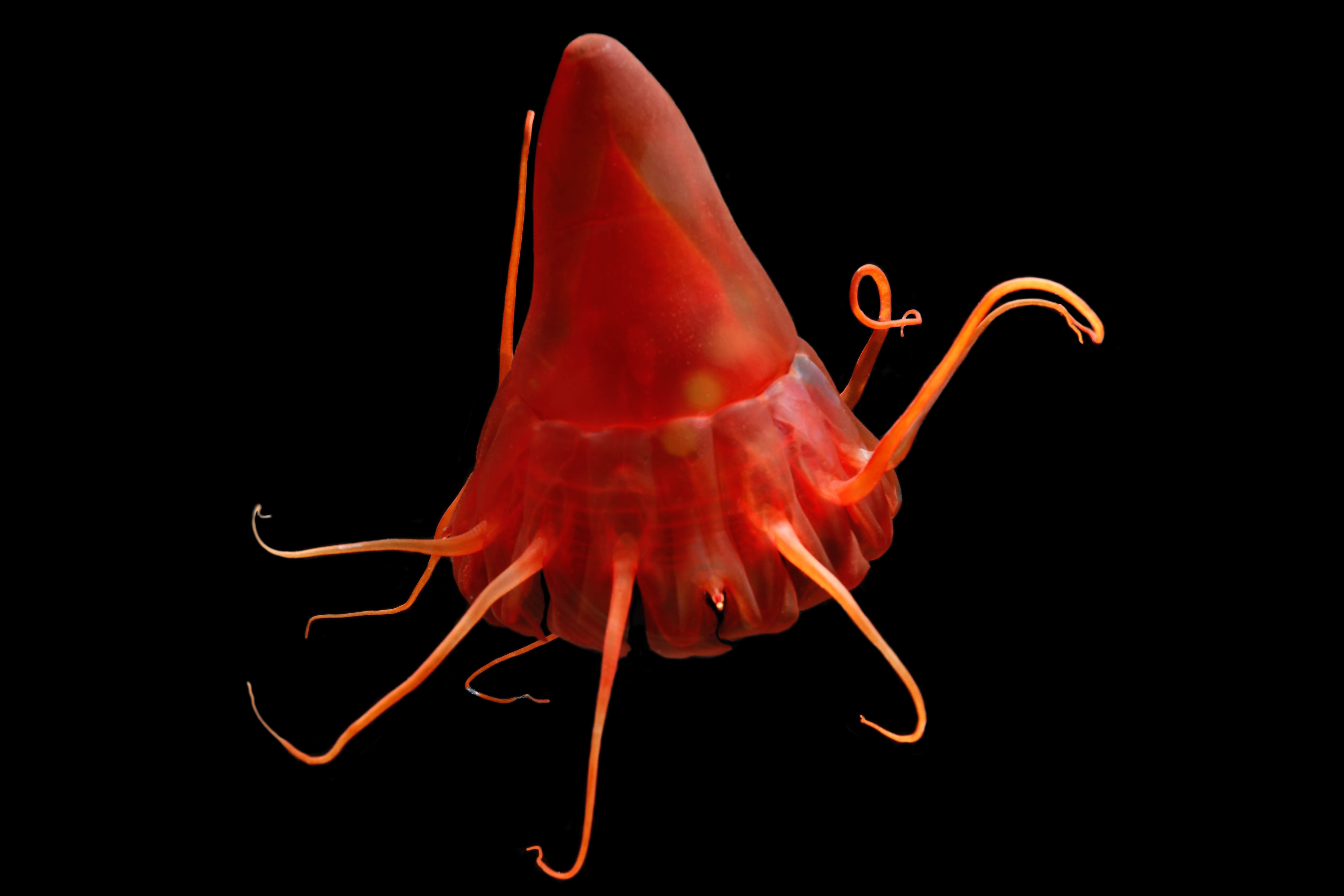 Experimental mining plumes and ocean warming trigger stress in a deep pelagic jellyfish