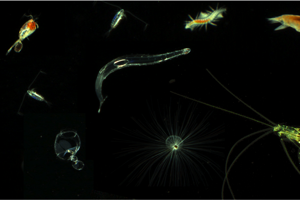 Global and regional stressors affect planktonic communities