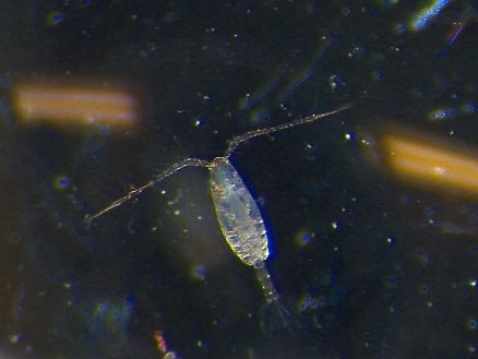 Copepod study reveals hidden costs of climate change adaptation