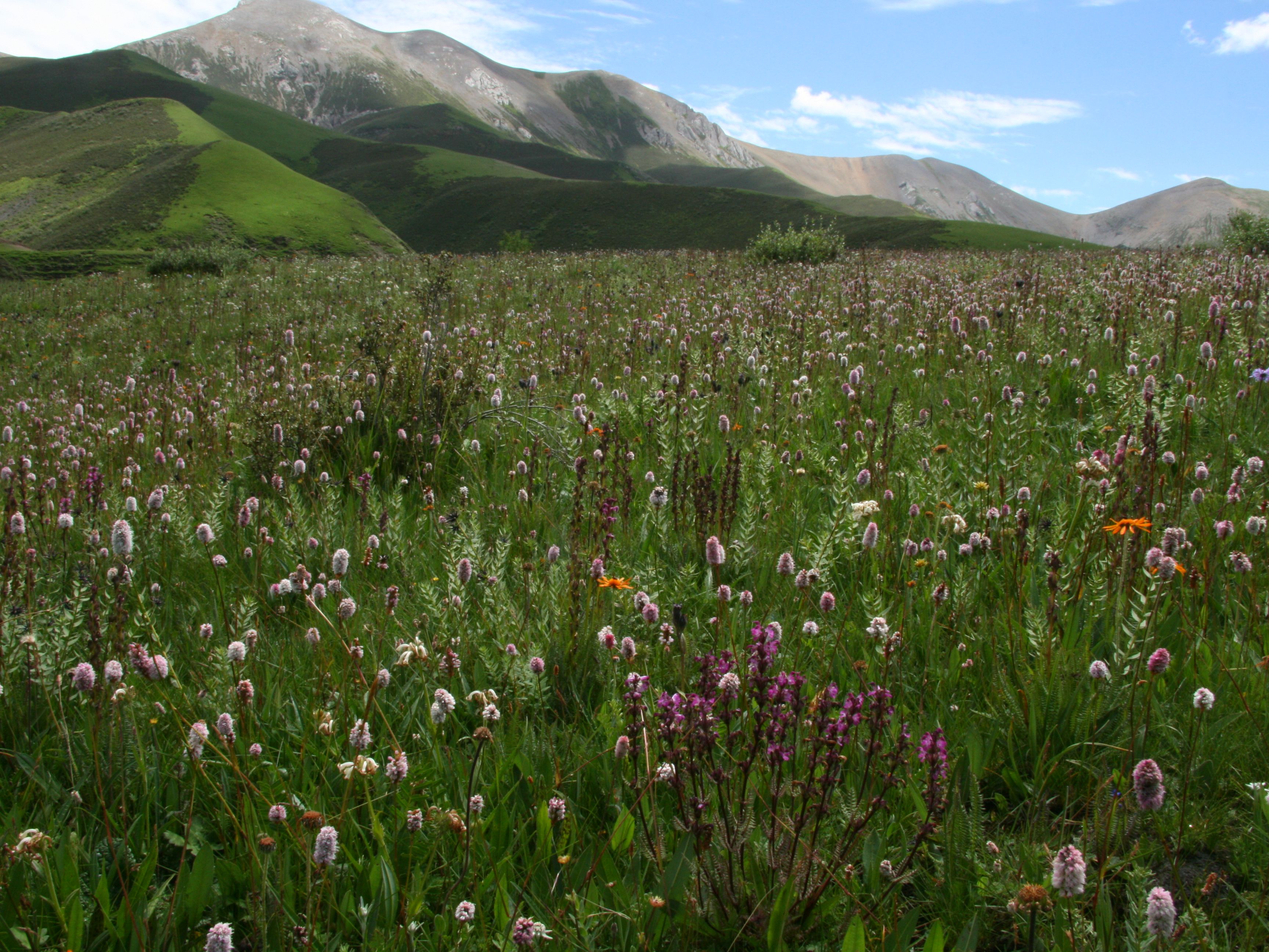 Sedimentary ancient DNA reveals a threat of warming-induced alpine habitat loss to Tibetan Plateau plant diversity.
