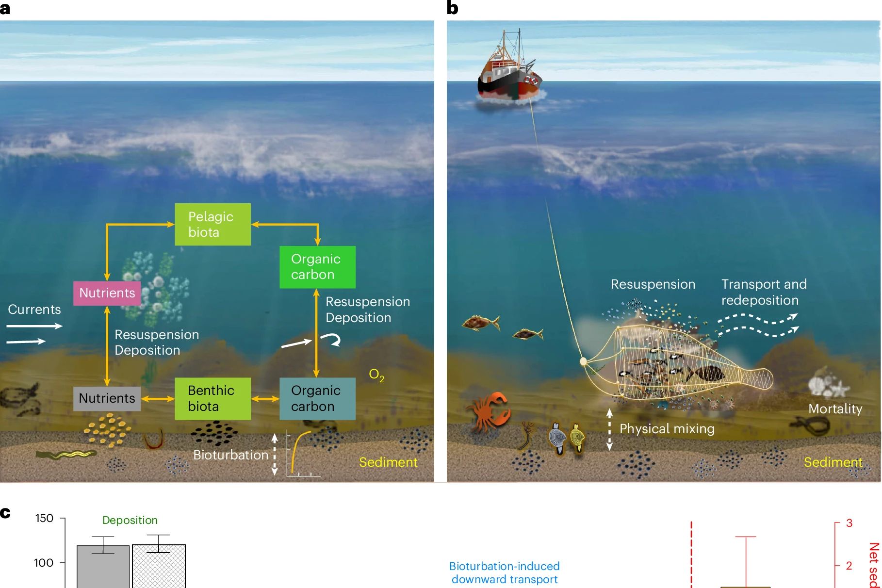 Long-term carbon storage in shelf sea sediments reduced by intensive bottom trawling