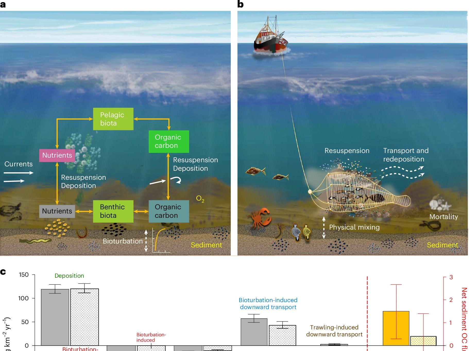 Long-term carbon storage in shelf sea sediments reduced by intensive bottom trawling