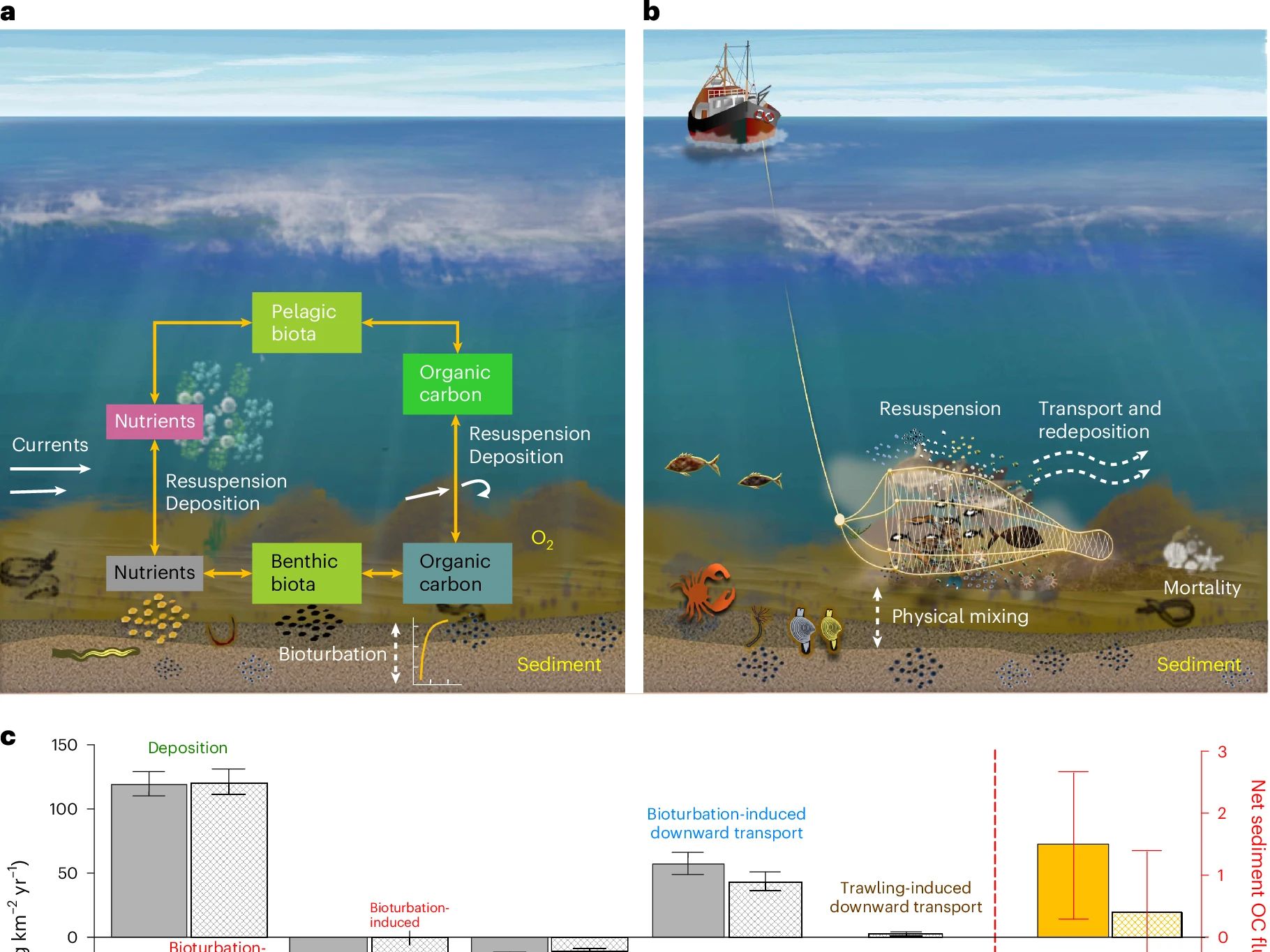 Long-term carbon storage in shelf sea sediments reduced by intensive bottom trawling